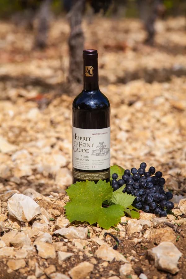 Bouteille de L'Esprit de Font Caude — DOMAINE ALAIN CHABANON, vin rouge
