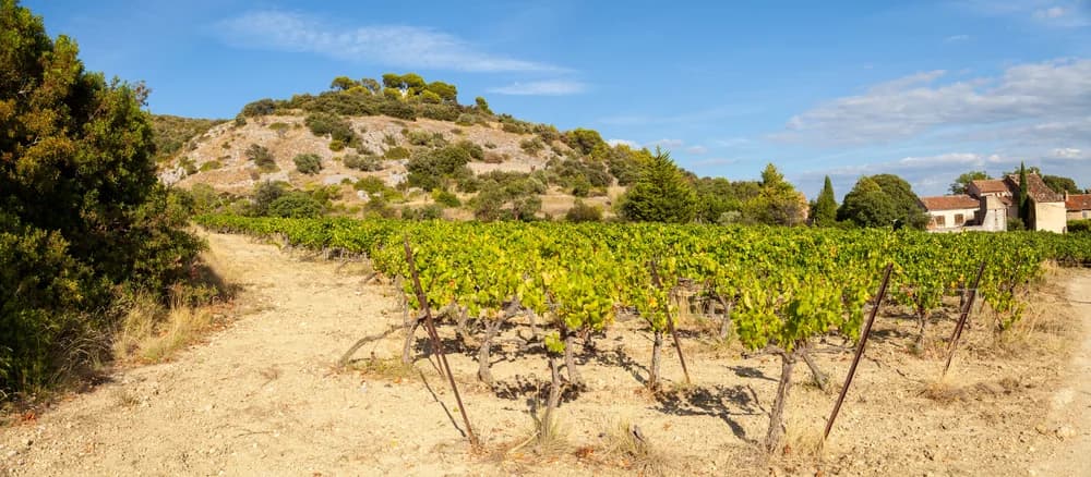 DOMAINE ALAIN CHABANON — paysage du domaine