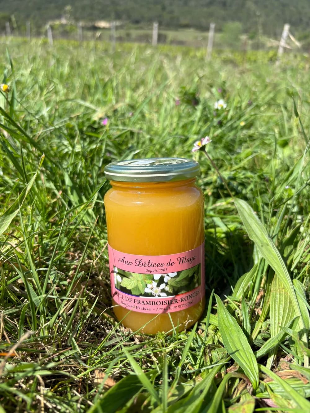 DOMAINE DE VILLENEUVE — paysage du domaine