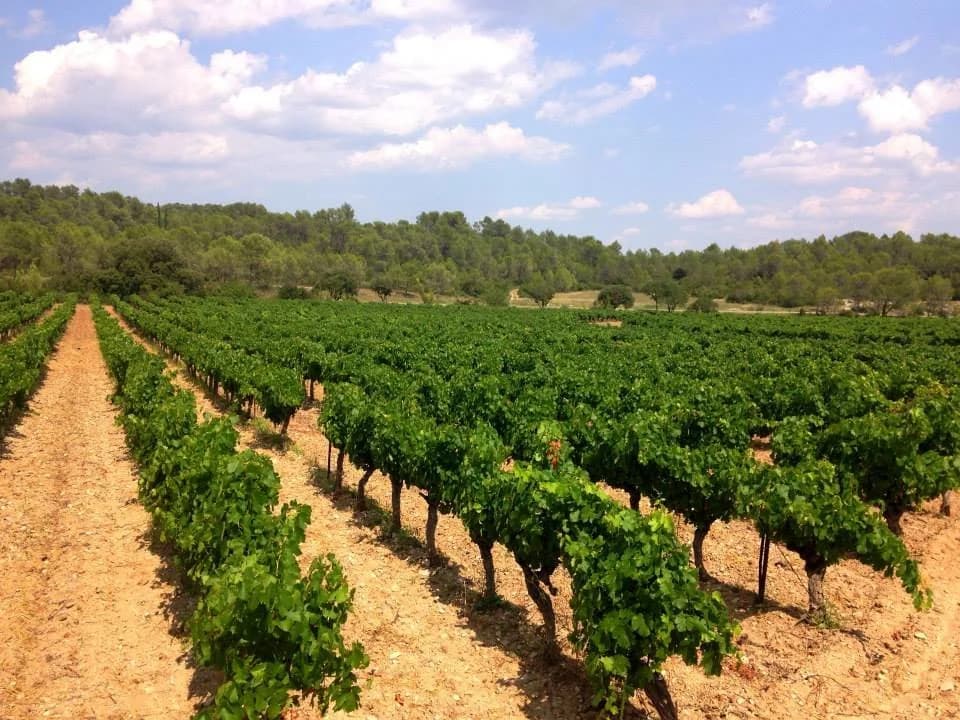 DOMAINE LES GRANDES COSTES — paysage du domaine