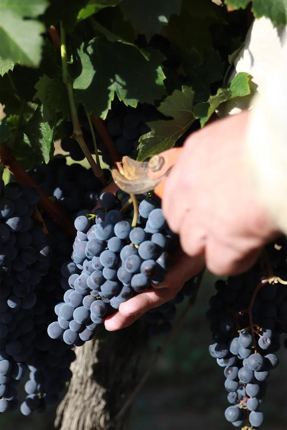 LE CELLIER DU PIC — paysage du domaine