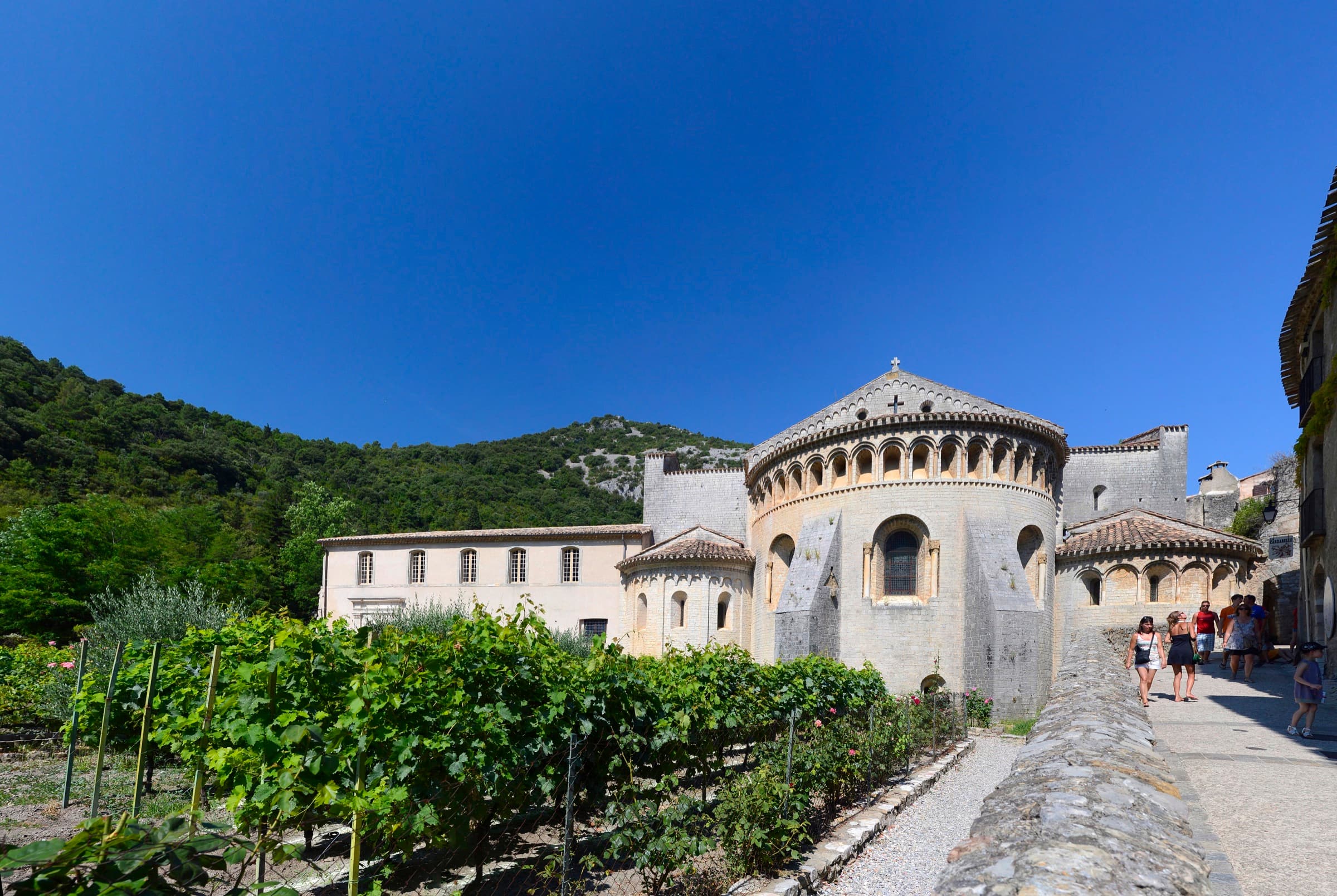 Paysage de vignoble en IGP Saint-Guilhem-le-Désert, photographie officielle