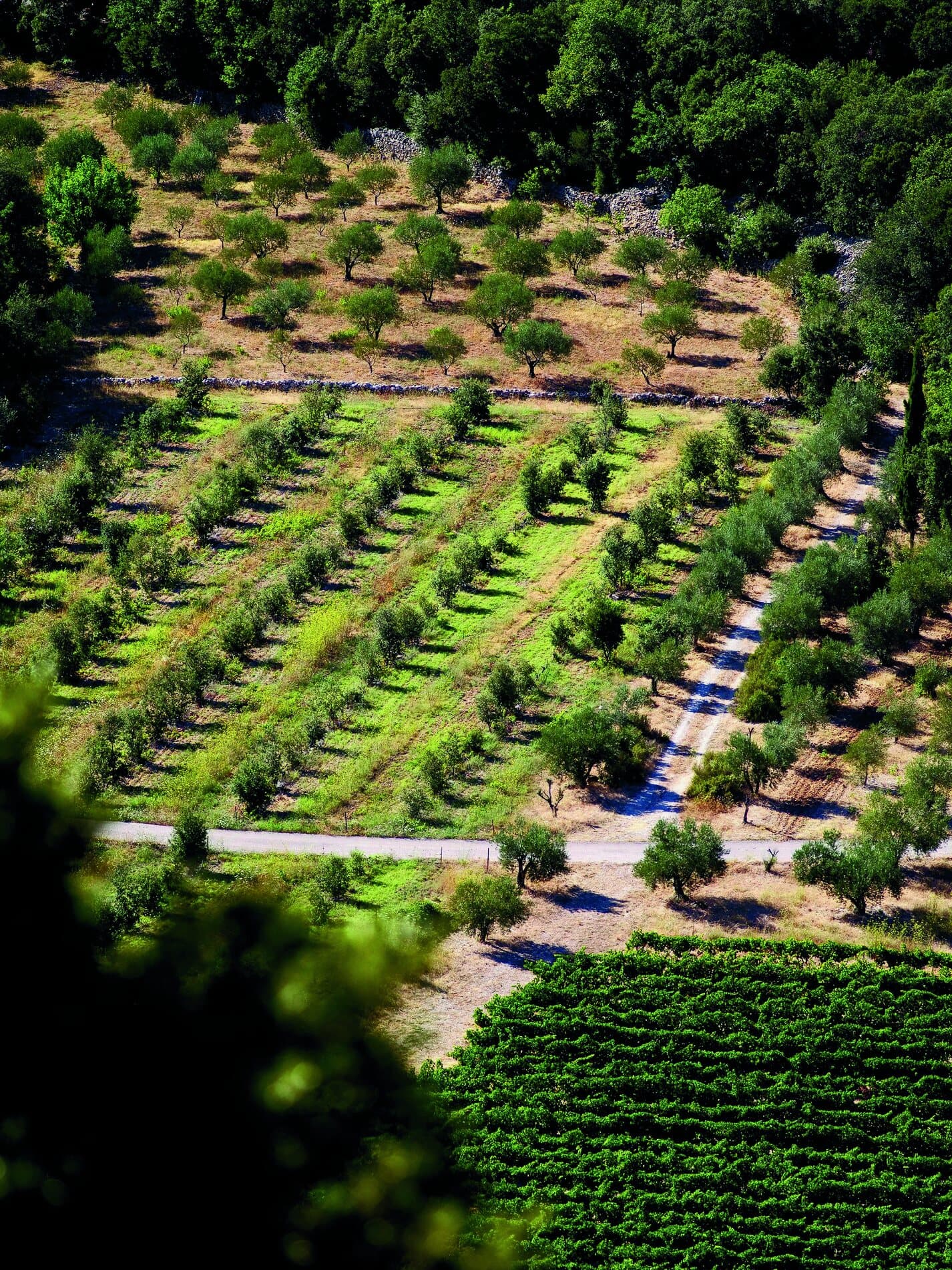 Terrasses d'oliviers et de vignes dans la garrigue