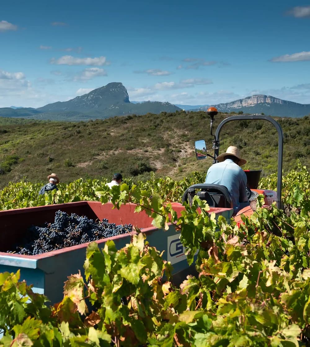 DOMAINE DE LA TRIBALLE — paysage du domaine