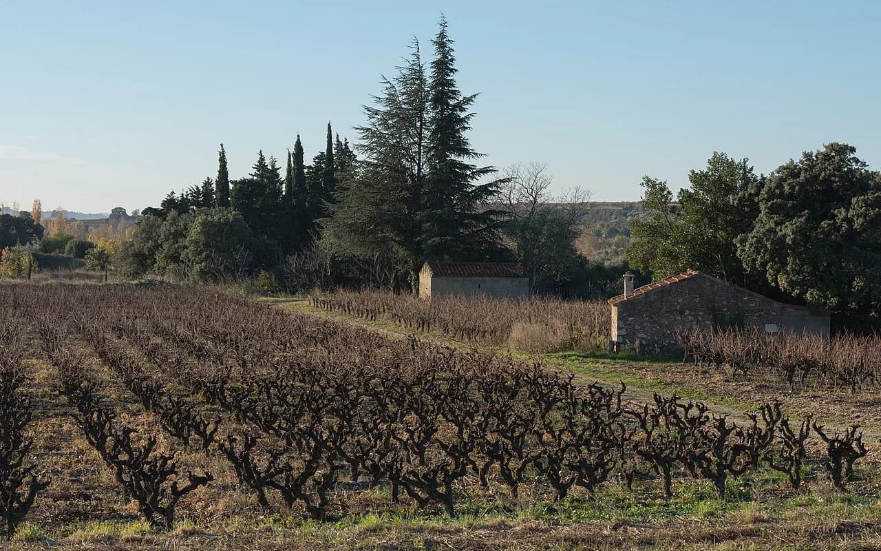 Vignes du DOMAINE MAS ALEXANDRE