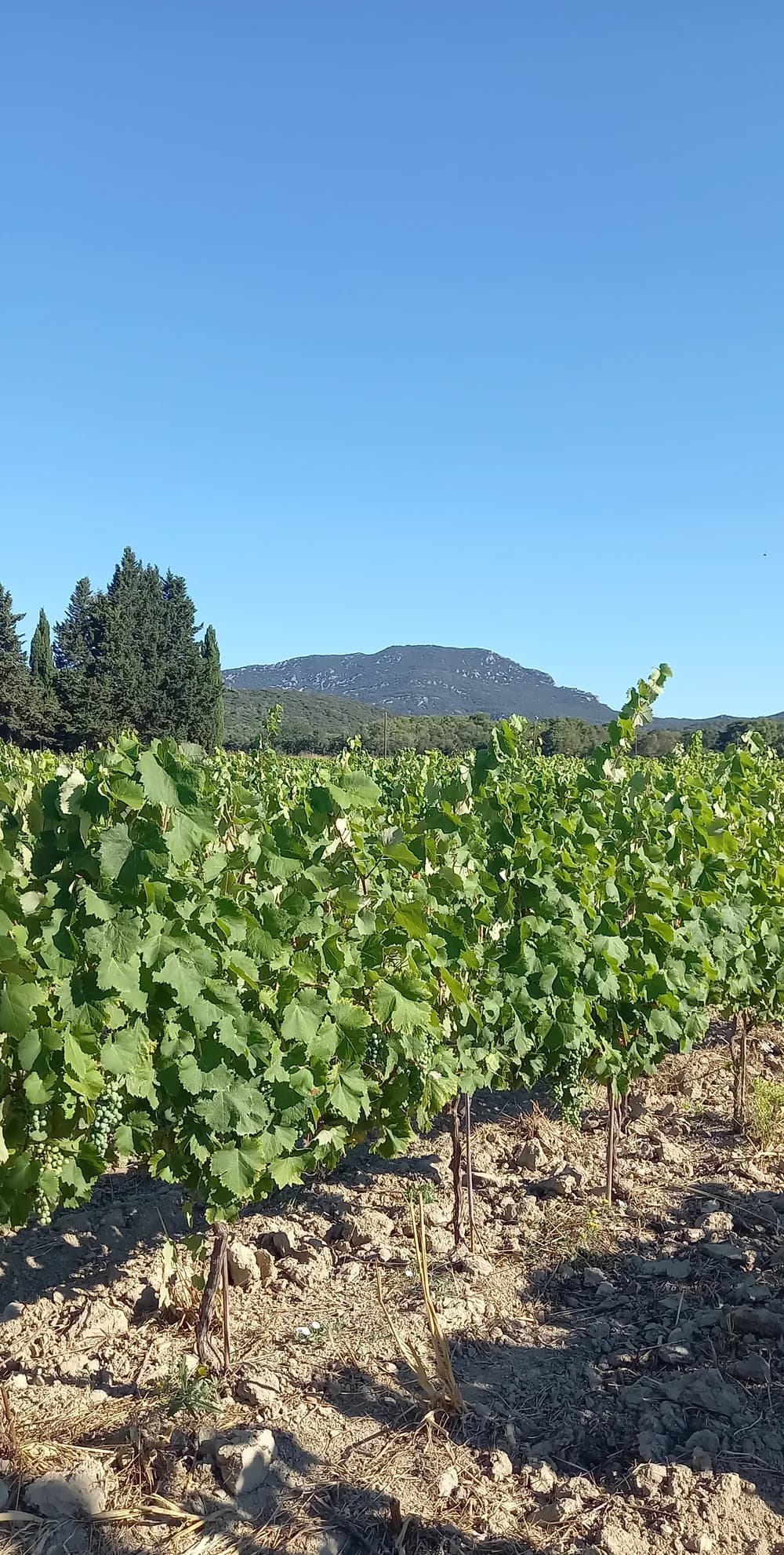 LES REMPARTS DE CUCULLES — paysage du domaine