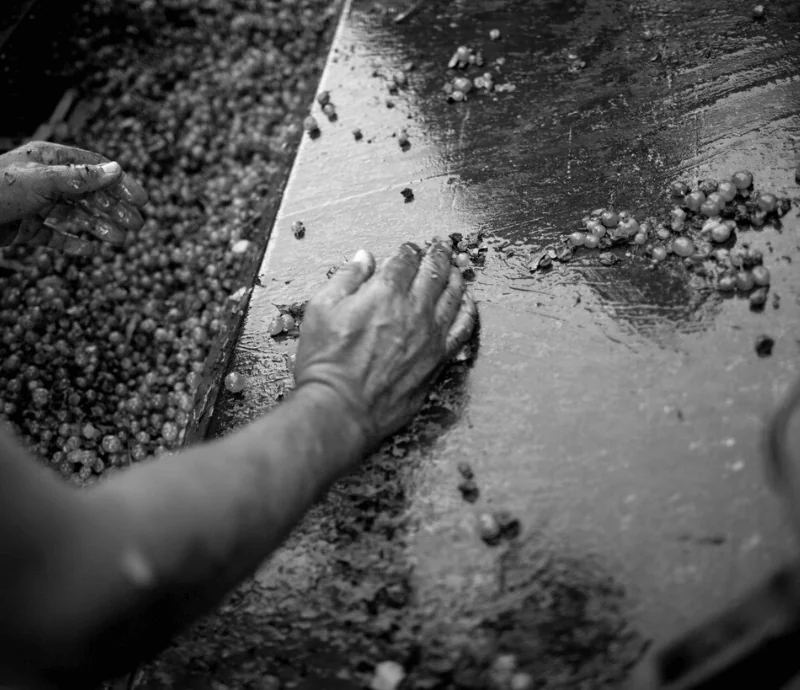 Gros plan noir et blanc (800x690) de mains triant les grappes de raisin sur une table de tri inox lors des vendanges. Image authentique du travail au chai / réception de la vendange.