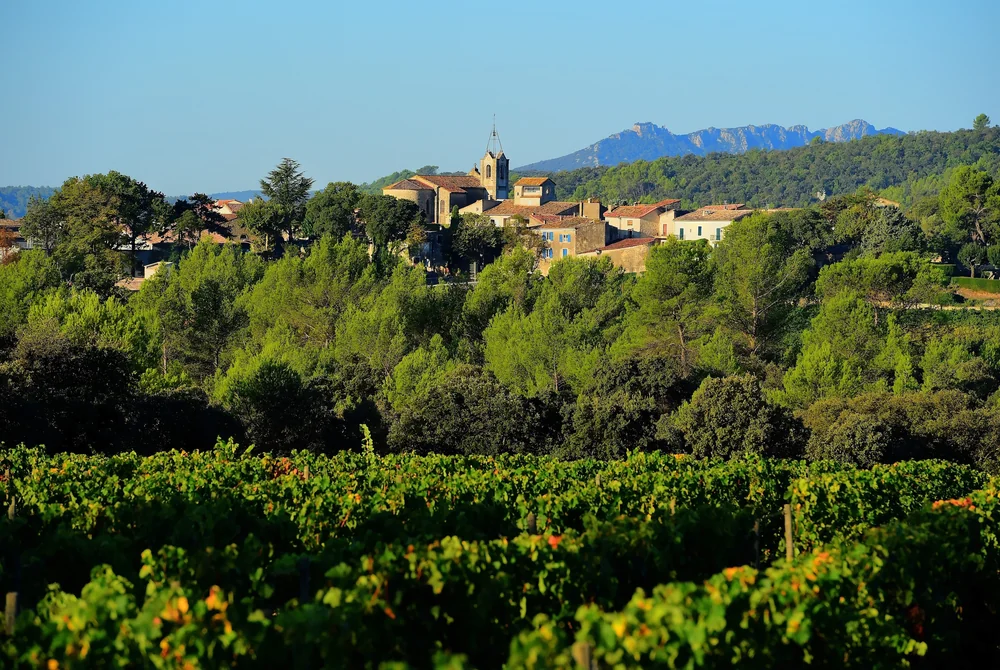 Panorama du village de Vacquieres (clocher) emergeant des arbres, vignes au premier plan et massif du Pic Saint-Loup a l'horizon. Carte postale du terroir.