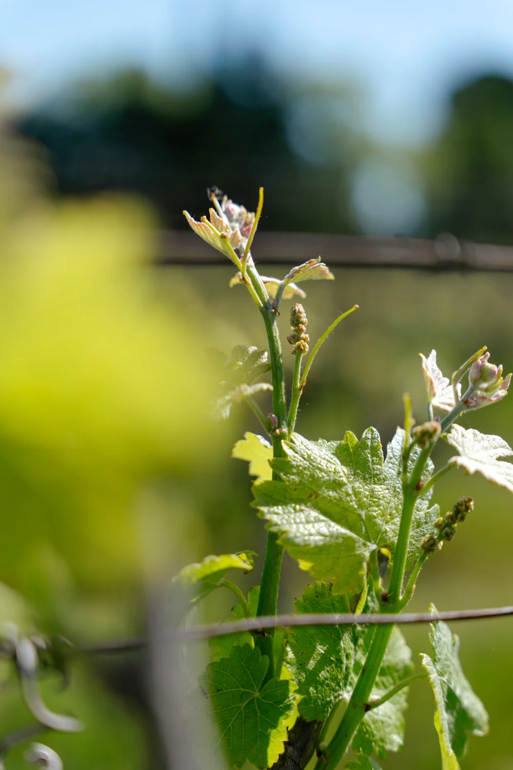 Photo professionnelle (Melody Pallas) en gros plan d'un jeune rameau de vigne avec bourgeons et inflorescences naissantes au printemps, lumiere contre-jour, beau bokeh vert. Image elegante du travail de la vigne.