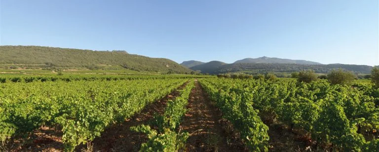 Panorama des vignes du domaine : rangs de vigne verts au premier plan menant vers les collines boisées des Terrasses du Larzac sous un ciel bleu limpide. Belle lumière, composition en perspective fuyante, très valorisant pour le terroir.