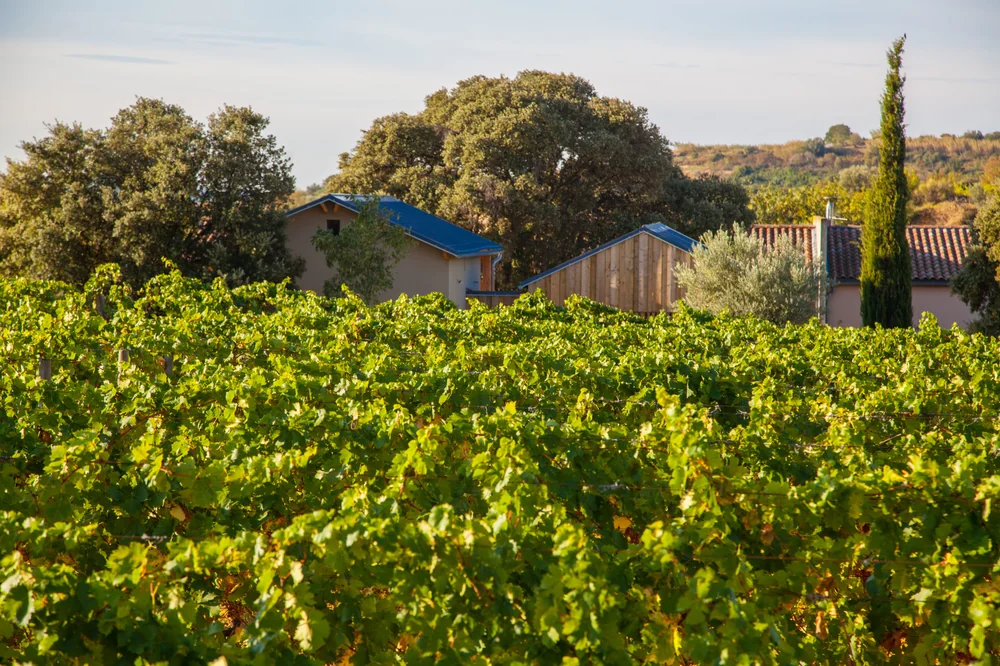 Le chai/mas du domaine vu depuis les vignes : batiments a bardage bois clair et toit bleu emergeant derriere les rangs de vigne, chenes et cypres, garrigue au loin. Tres belle integration architecture-vignoble.