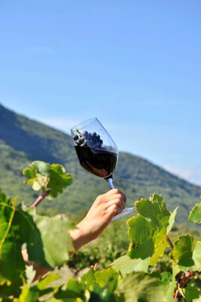 Plan lifestyle vertical : une main tient un verre de vin rouge contenant une grappe de raisin noir, au milieu des feuilles de vigne, montagne floutee et ciel bleu en fond. Tres belle photo d'ambiance degustation/terroir.