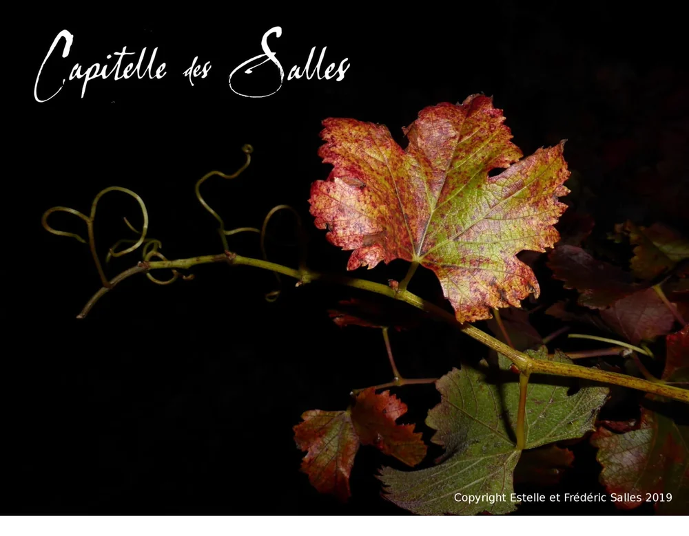 Macro tres soignee d'un sarment de vigne sur fond noir : feuille de vigne aux couleurs d'automne (rouge, vert, jaune), vrilles graphiques, jeune feuille en bas. Composition artistique et elegante. Porte en grand la calligraphie blanche du logo "Capitelle des Salles" en haut a gauche (visuel d'identi
