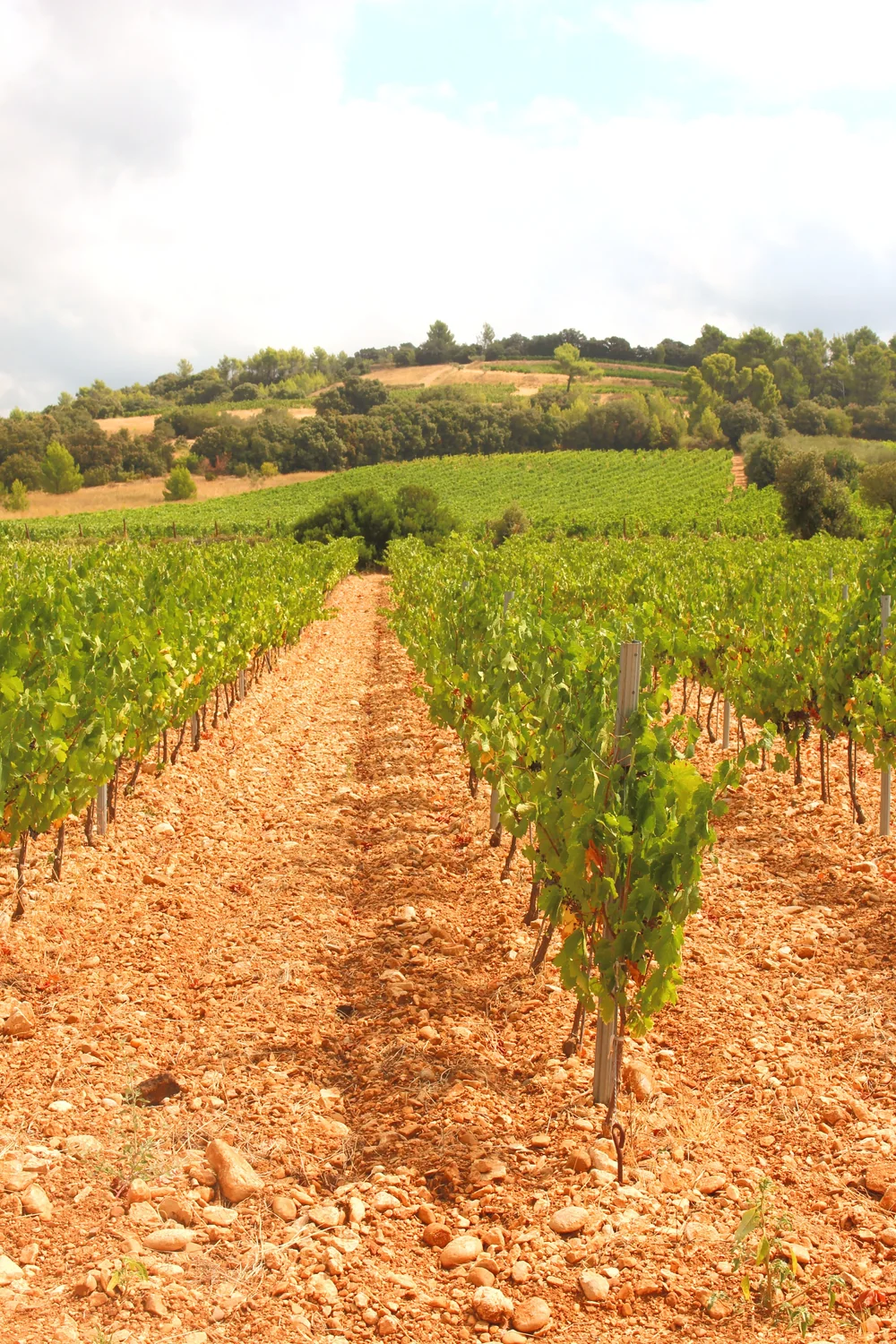 Rangs de vignes en perspective sur sol caillouteux (galets/argilo-calcaire) montant vers une colline plantée de vignes et de bois. Belle profondeur, terroir typique.