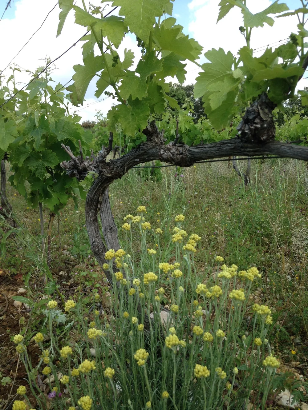 Cep de vigne au printemps avec une touffe de fleurs jaunes sauvages (immortelle/garrigue) au premier plan, sol caillouteux. Évoque la biodiversité et l'enherbement naturel du domaine. Source : page /nos-vins.