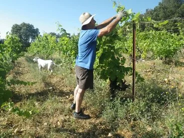 Le vigneron Michel Sanier en chemise bleue et chapeau, en plein travail de vendange verte / taille dans les vignes, avec son chien blanc en arriere-plan. Scene de travail authentique et tres valorisante (l'humain au coeur du domaine).