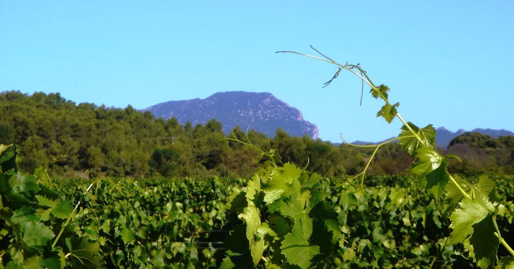 Parcelle de vignes en premier plan avec un sarment et son feuillage au gros plan, et le massif emblematique du Pic Saint-Loup se detachant sur un ciel bleu profond. Tres beau paysage identitaire du terroir.