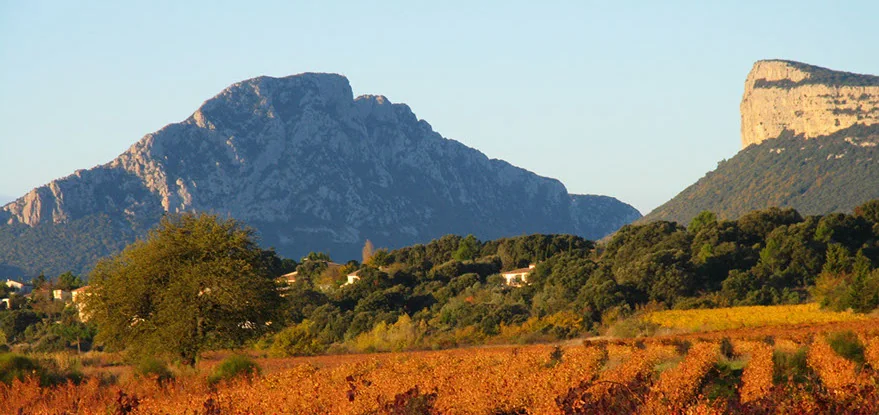 Panorama signature : parcelle de vignes aux feuillages d'automne dorés/cuivrés au premier plan, avec le Pic Saint-Loup et la falaise de l'Hortus en arrière-plan, lumière chaude de fin de journée. Image emblématique du terroir, idéale en visuel d'accueil/hero.