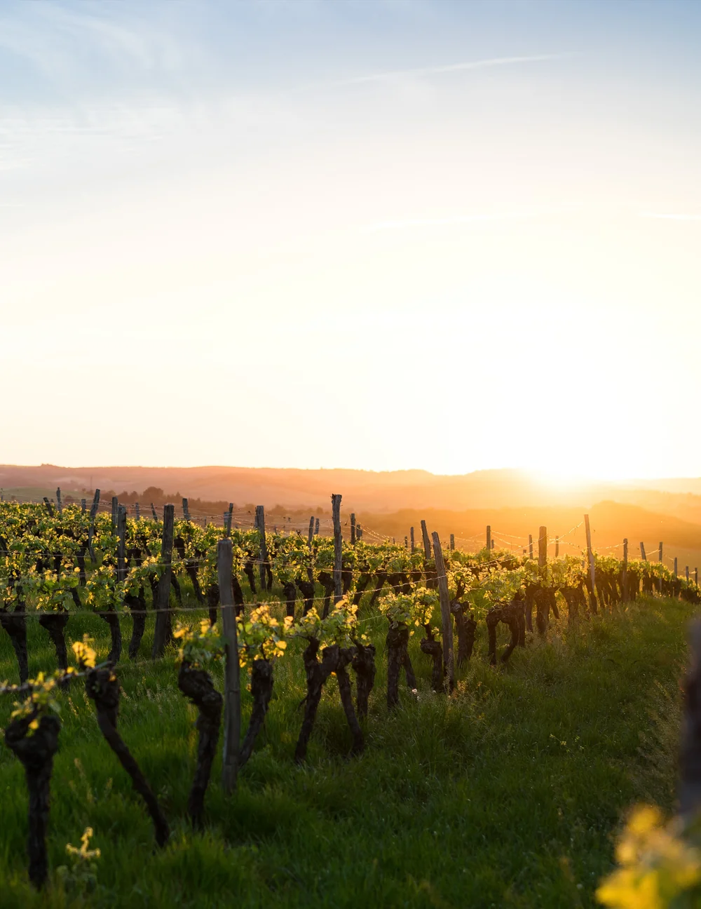 Rangées de vignes au coucher du soleil, lumière dorée rasante, collines à l'horizon, herbe verte au premier plan. Photo verticale très esthétique (golden hour). Nommée d'après le domaine. Excellent visuel paysage/terroir, idéal en bandeau ou page d'accueil.