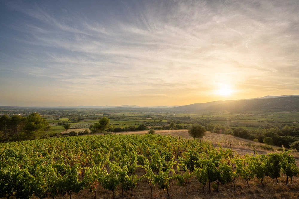 Panorama spectaculaire des vignes au coucher de soleil, rangs en premier plan, plaine et collines à l'horizon, ciel doré. Image de terroir signature, très valorisante.