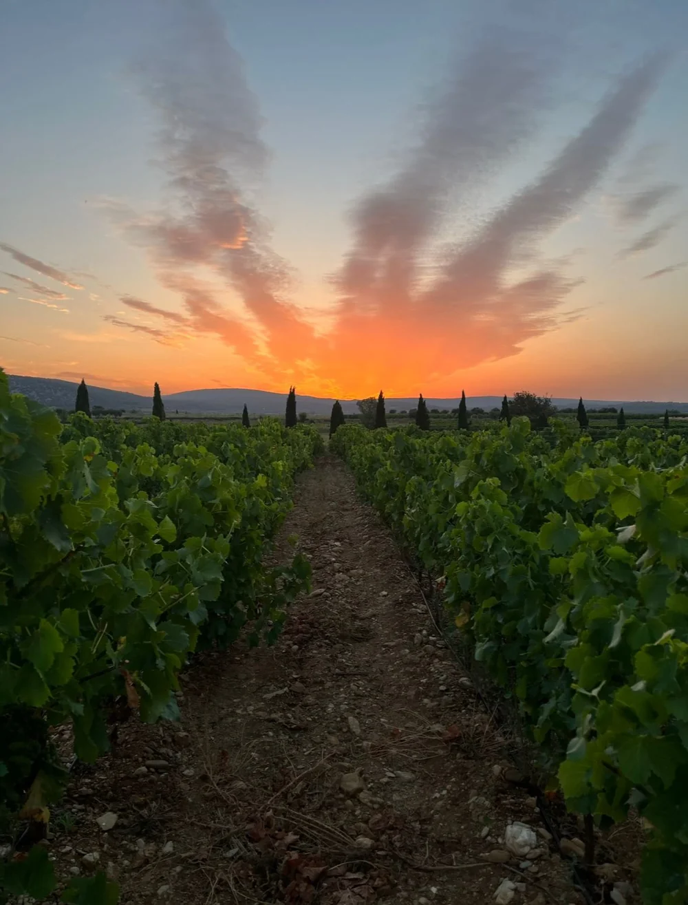 Coucher de soleil estival splendide : rangs de vignes vertes menant vers des silhouettes de cypres et un ciel orange/rose intense au-dessus des collines. Candidat image hero.