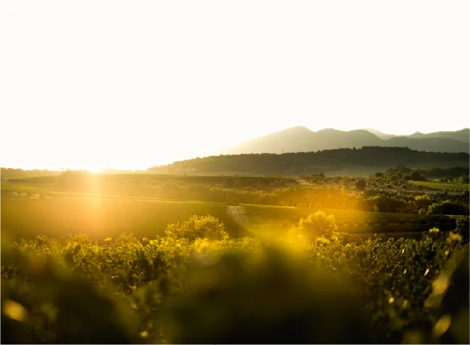 Panorama des terres viticoles de la famille Vallat au coucher du soleil : vignobles vallonnés, contre-jour doré, massif montagneux (Montpeyroux / contreforts du Larzac) à l'horizon. Lumière magnifique, très valorisant pour évoquer le terroir.