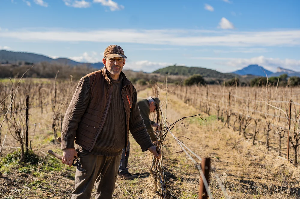 Portrait du vigneron (Breton) en pleine taille de la vigne en hiver, gilet et sécateur en main, regard caméra ; deuxième personne au travail derrière lui, et le Pic Saint-Loup / massif à l'horizon sous un ciel bleu. Très valorisant, authentique, l'humain au cœur du terroir. Pleine résolution 1620x10