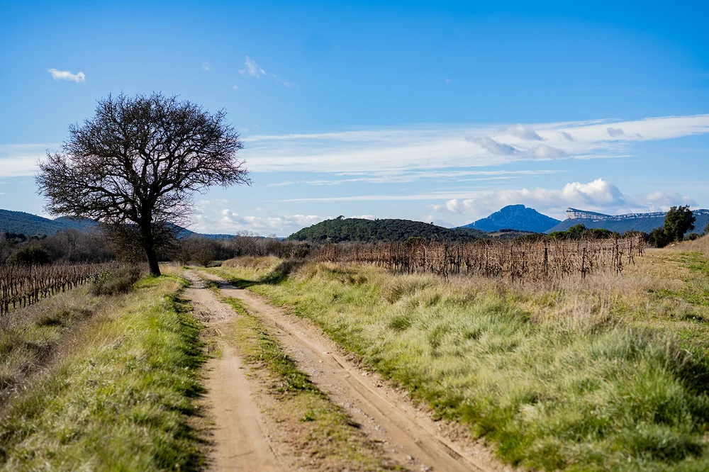 Panorama de vignoble en hiver : chemin de terre serpentant entre les parcelles de vignes taillées, arbre nu isolé, garrigue, et le Pic Saint-Loup / Hortus se détachant à l'horizon sous un grand ciel bleu. Composition très soignée, profondeur, lumière nette. Image phare de paysage. 1620x1080.