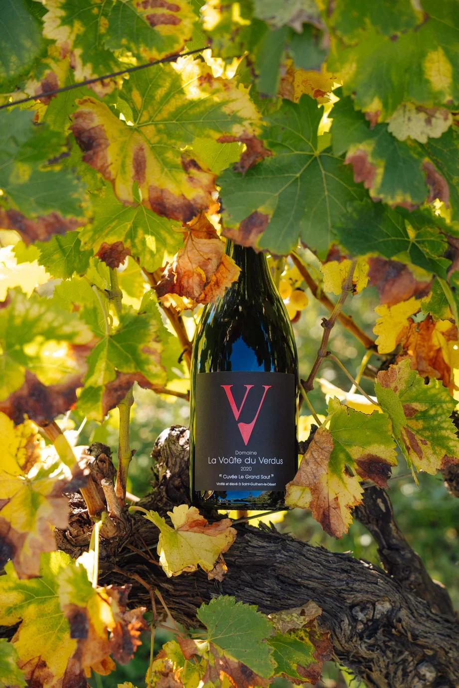 Bouteille 'Cuvee Le Grand Saut' nichee dans le feuillage de vigne aux teintes d'automne, contre-jour dore. Joli packshot en situation dans les vignes.