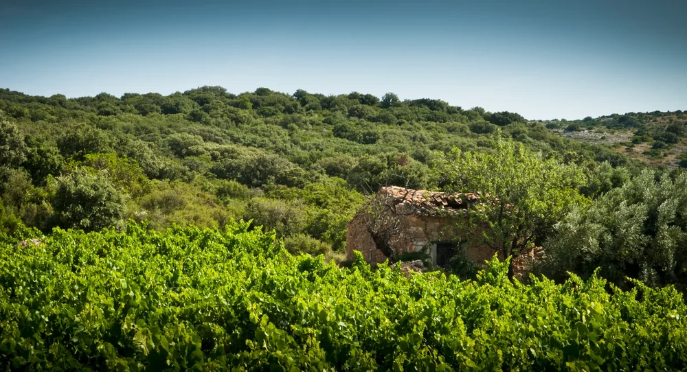 Panorama du vignoble avec une vieille capitelle (cabane de pierre seche) nichee dans la garrigue verdoyante et les collines boisees. Magnifique paysage de terroir mediterraneen.