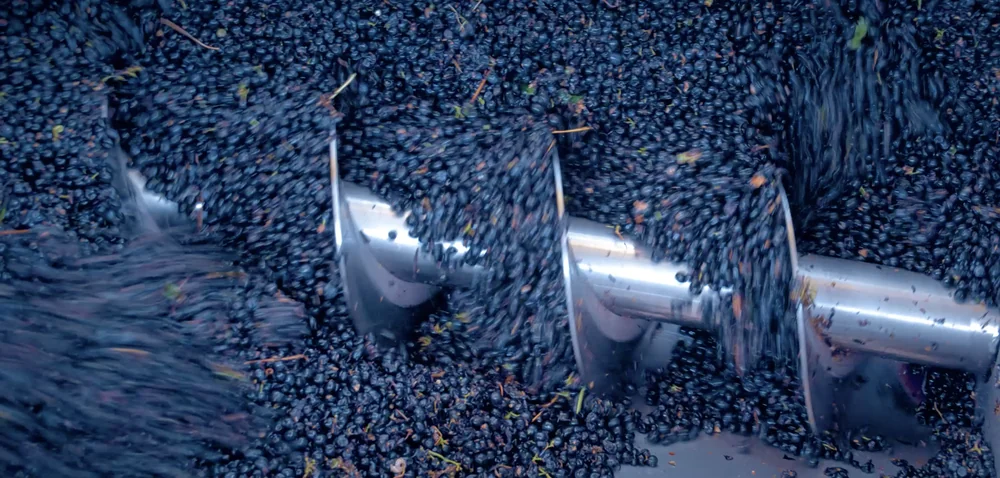 Vis d'Archimede / convoyeurs deversant les raisins noirs lors de la reception de vendange au chai. Detail technique du processus de vinification.