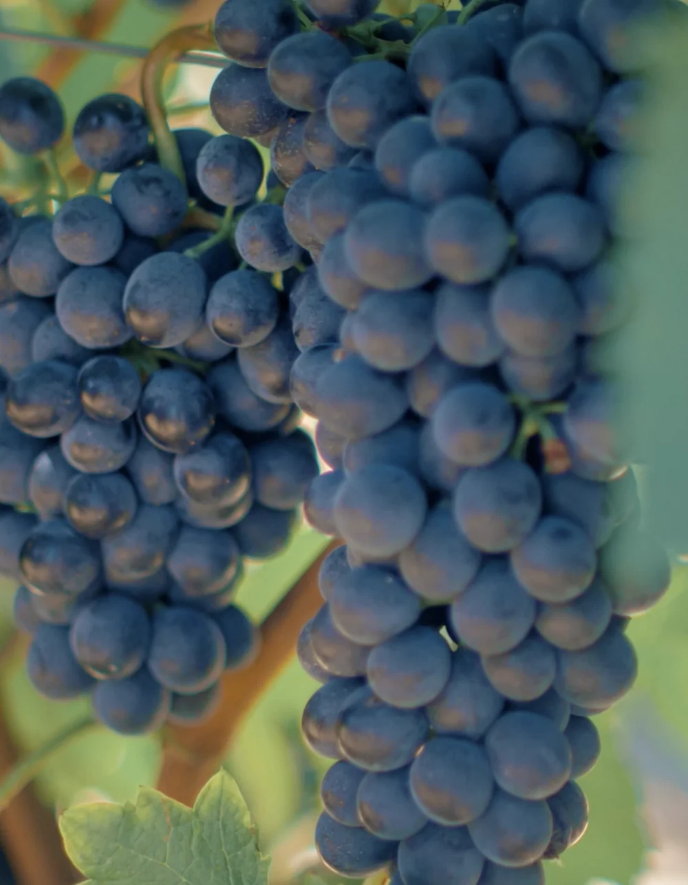 Gros plan de deux belles grappes de raisin noir mur suspendues au cep. Detail vigne / qualite du raisin.