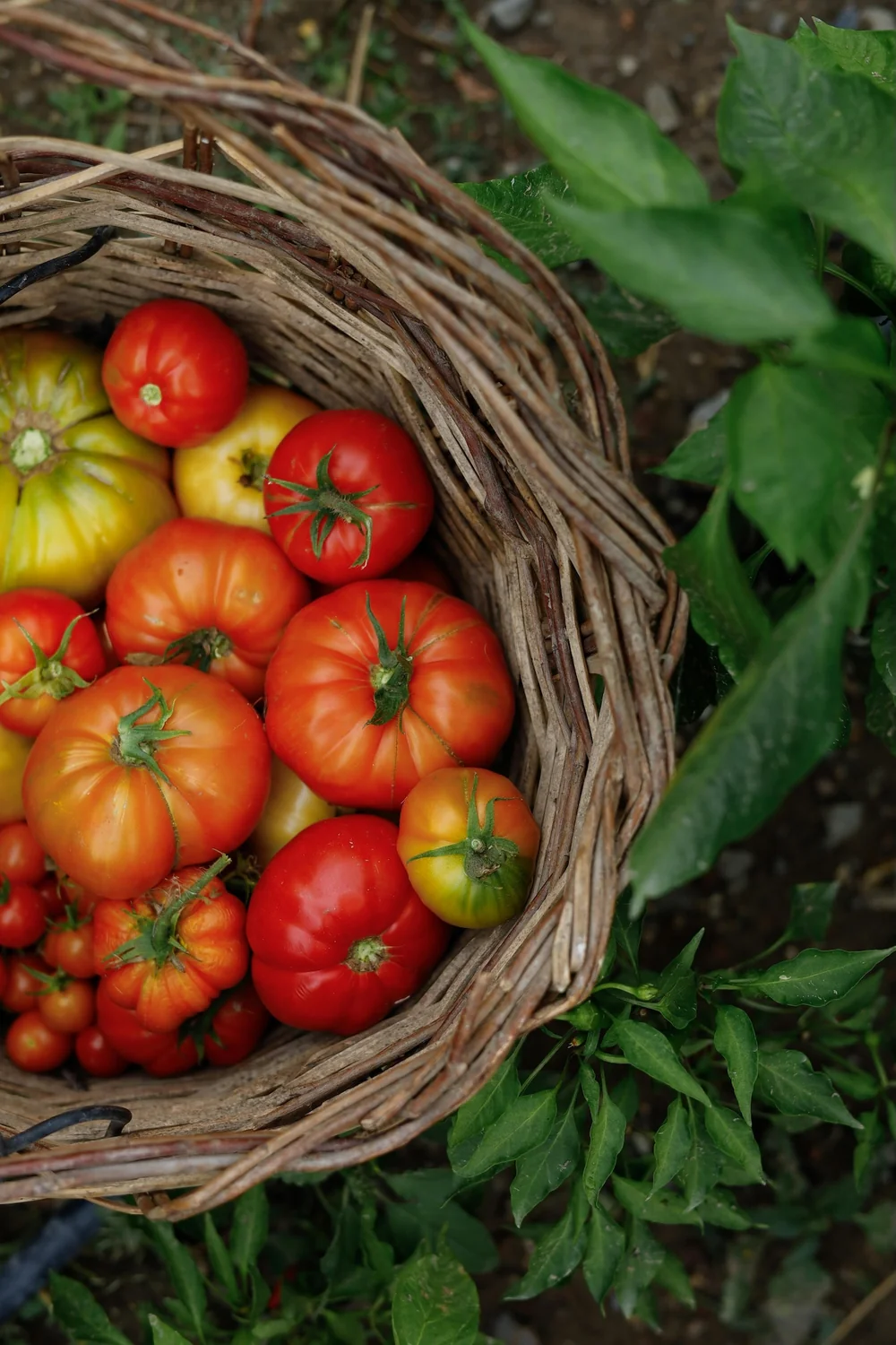 Panier en osier rempli de tomates anciennes multicolores au potager du domaine. Illustre l'activite maraichere/produits du terroir vendus au caveau. Authentique mais peripherique au vin.