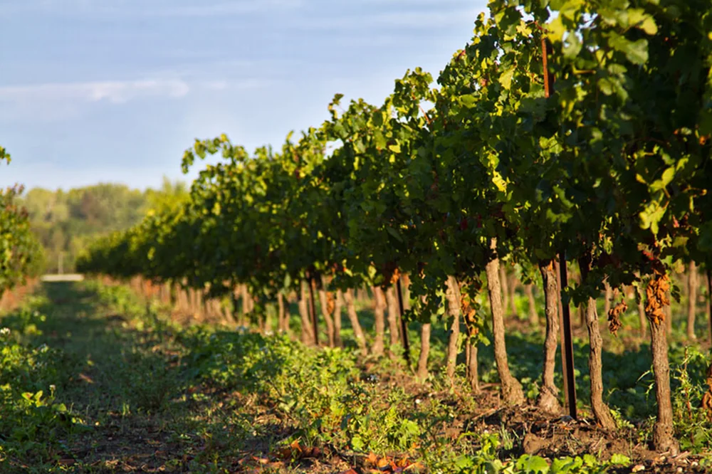 Rangee de vignes en feuilles sous un ciel d'ete, sol enherbe, lumiere chaude. Beau panorama de terroir, ideal en banniere d'accueil. Image utilisee comme banner du site.
