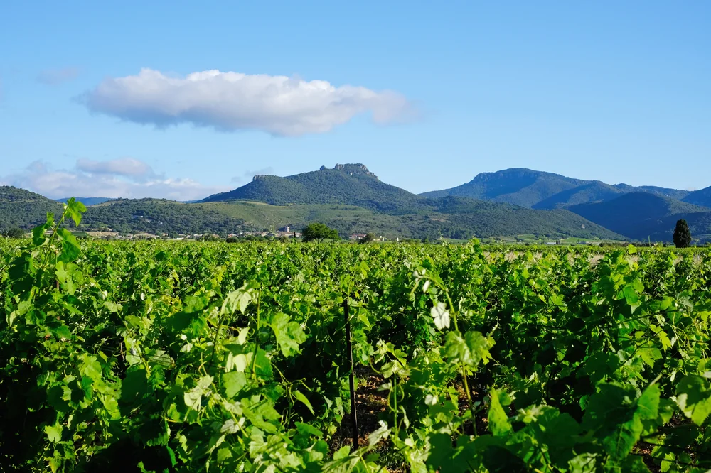 Panorama du vignoble en plein ete : premier plan de feuillage vert vif des vignes, village et massif du Larzac (Roc des Deux Vierges) au fond, ciel bleu avec nuages. Image phare pour le terroir, haute resolution.