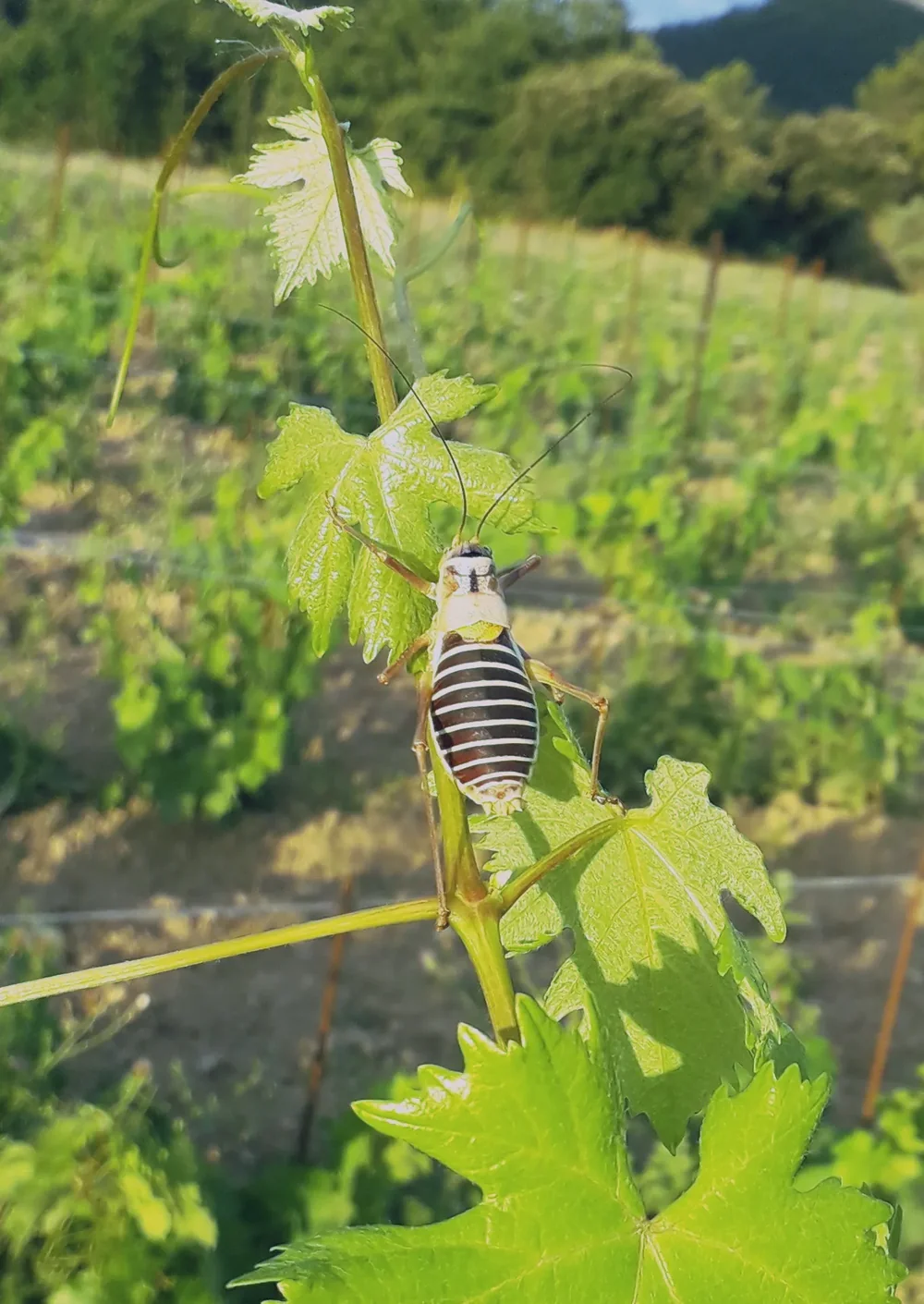 Éphippigère (sauterelle rayée noir et blanc) sur une jeune pousse de vigne, vignoble printanier net en arrière-plan. Macro de biodiversité bien composé.