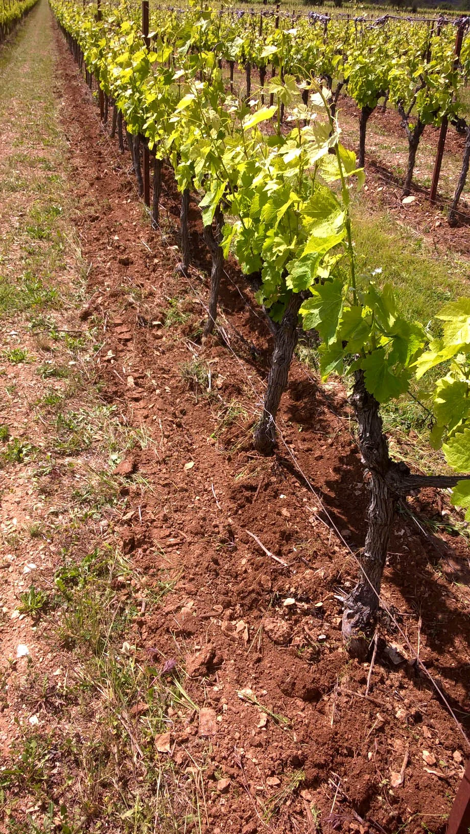 Rang de vignes au printemps avec un sol travaillé/labouré en terre rouge argileuse caractéristique, jeunes pousses vertes. Illustre le travail du sol en bio et le terroir.