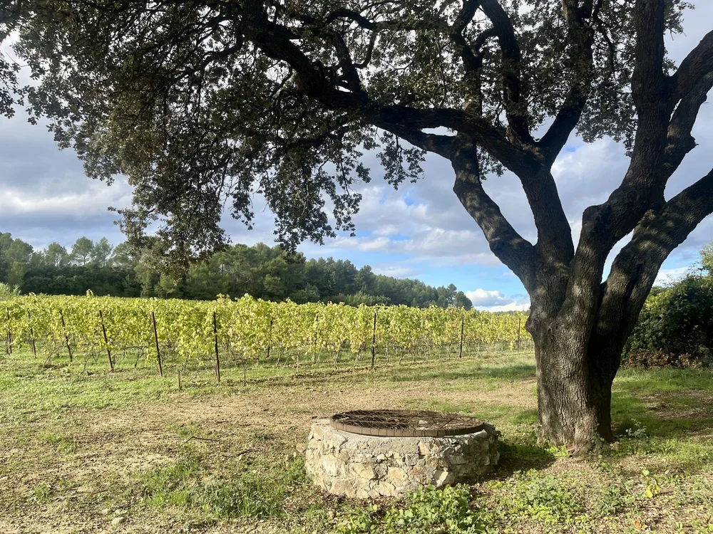 Paysage de vignoble avec un grand chene centenaire et un ancien puits en pierre au premier plan, rangs de vignes verdoyants et ciel bleu nuageux. Composition forte, tres representative du terroir du domaine.