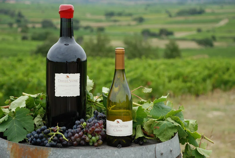 Belle photo lifestyle : un magnum rouge 'Coteaux du Languedoc' et une bouteille de blanc 'Chenin' (Domaine Souyris) poses sur un vieux tonneau metallique, entoures de grappes de raisin noir, feuilles de vigne et mures, devant un panorama des vignes du domaine roulant vers les collines. Photo promoti