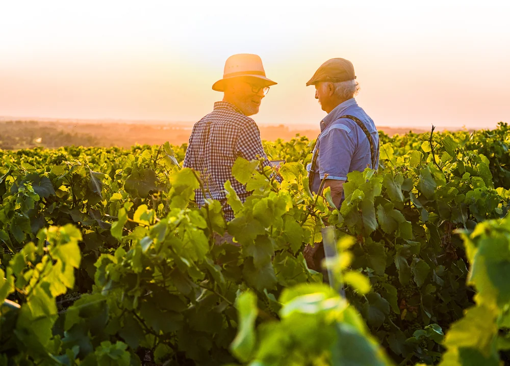 Deux vignerons coiffes de chapeaux, dans les vignes au soleil couchant, en train d'echanger. Image hero de la page d'accueil. Tres valorisante : l'humain au coeur du vignoble, lumiere doree. Forte capacite a creer la confiance.