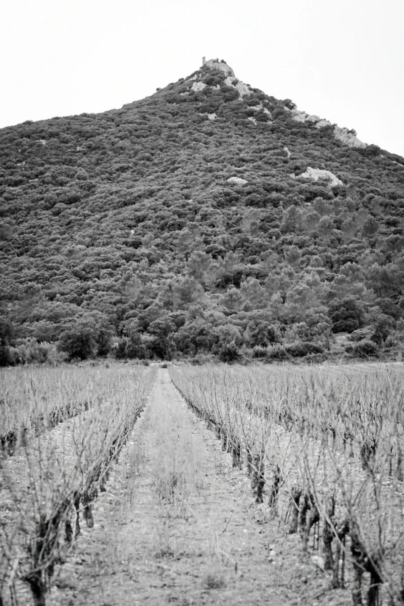 Photo noir et blanc du Pic Saint-Loup dominant le vignoble, rendu artistique.