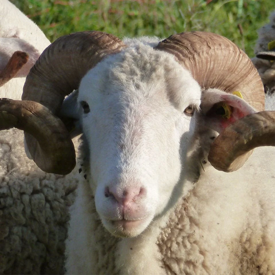 Portrait rapproché d'un bélier à grandes cornes dans un pré, emblème de l'identité « Bergerie » du domaine (958x958).