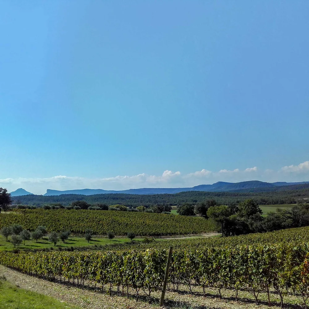 Panorama des vignes du domaine au premier plan avec la silhouette du Pic Saint-Loup et de l'Hortus à l'horizon sous un ciel bleu. Paysage emblématique du terroir (1920x1920).