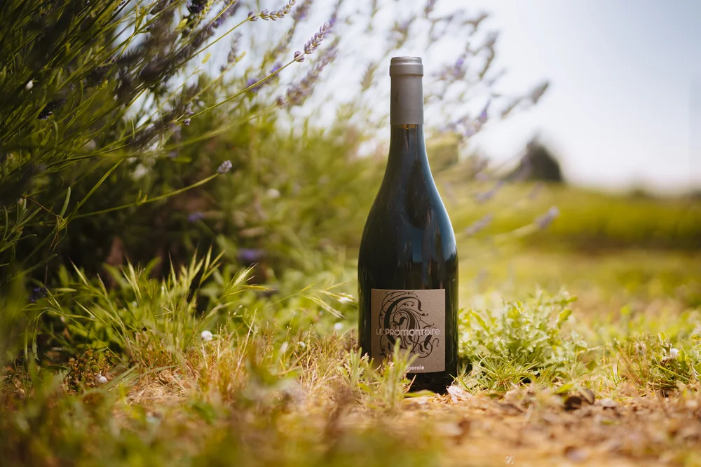 Photo lifestyle de la bouteille 'Le Promontoire' posee dans l'herbe au pied d'un buisson de lavande/garrigue dans la vigne, lumiere douce et bokeh. Belle mise en situation (pas une etiquette plate). ALT: 'Cuvee Le Promontoire 2020 dans la vigne'.
