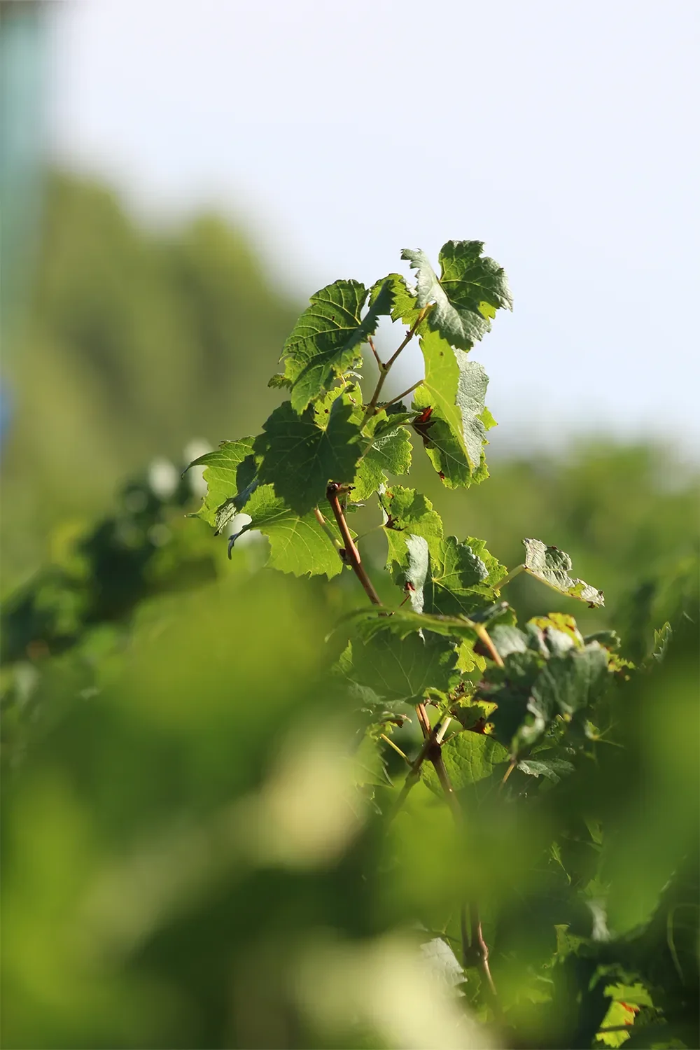 Sommet d'un plant de vigne avec jeunes feuilles vertes sur fond flou de vignoble et ciel. Macro douce, faible profondeur de champ.