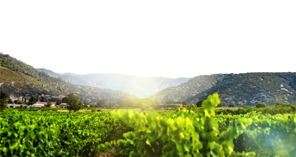 Panorama large des vignes verdoyantes au premier plan, collines boisees des gorges de l'Herault en arriere-plan baignees de lumiere, hameau au loin. Tres beau paysage de terroir lumineux (1920x1024).