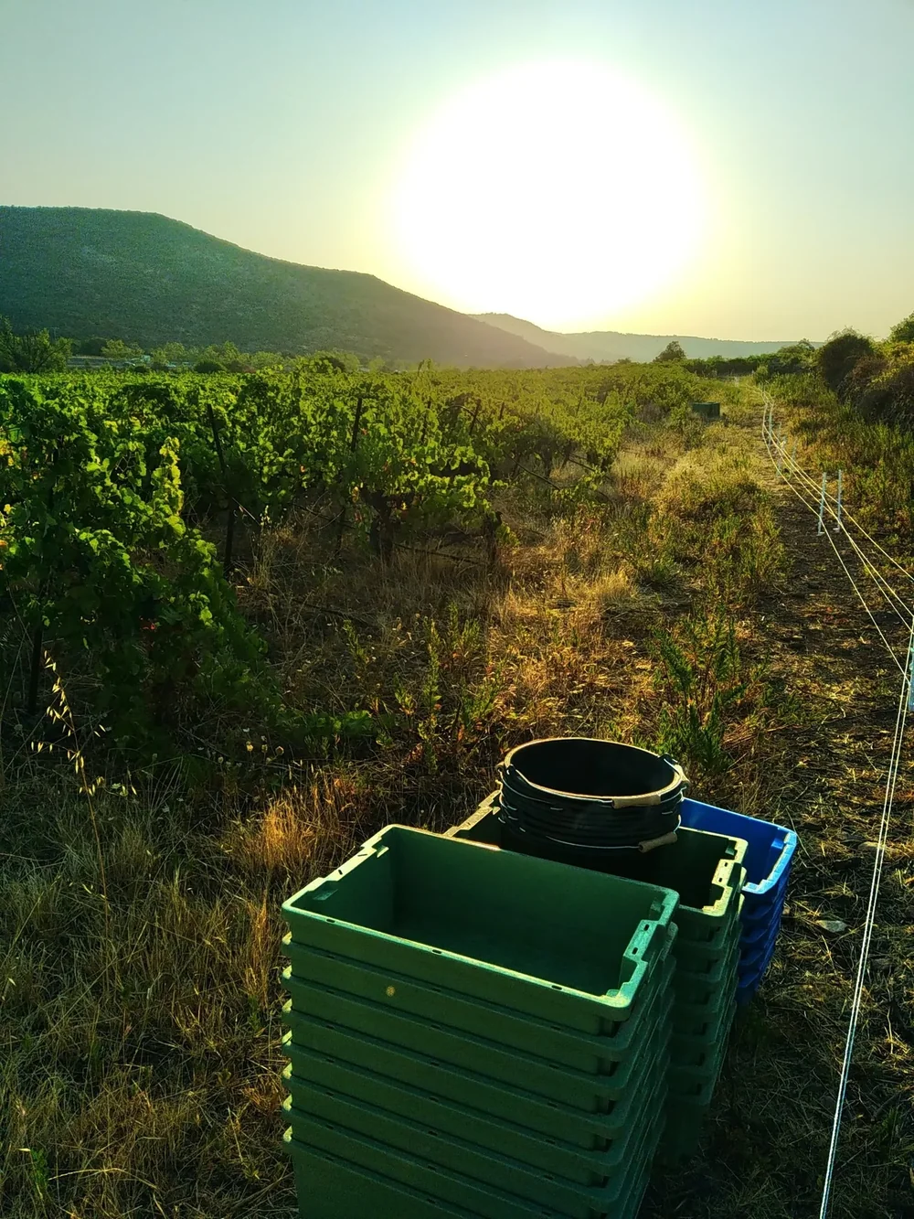 Vendanges au soleil levant : caisses de récolte vertes et bleues dans les vignes, montagne en arrière-plan, lever de soleil. Scène de travail et paysage superbe.