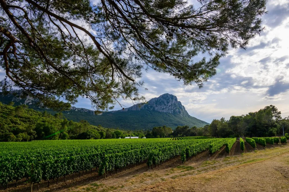 Vignoble au pied du Pic Saint-Loup : rangs de vignes verts cadres par les branches d'un pin, la montagne emblematique en arriere-plan, ciel nuageux. Panorama de terroir superbe et identitaire.
