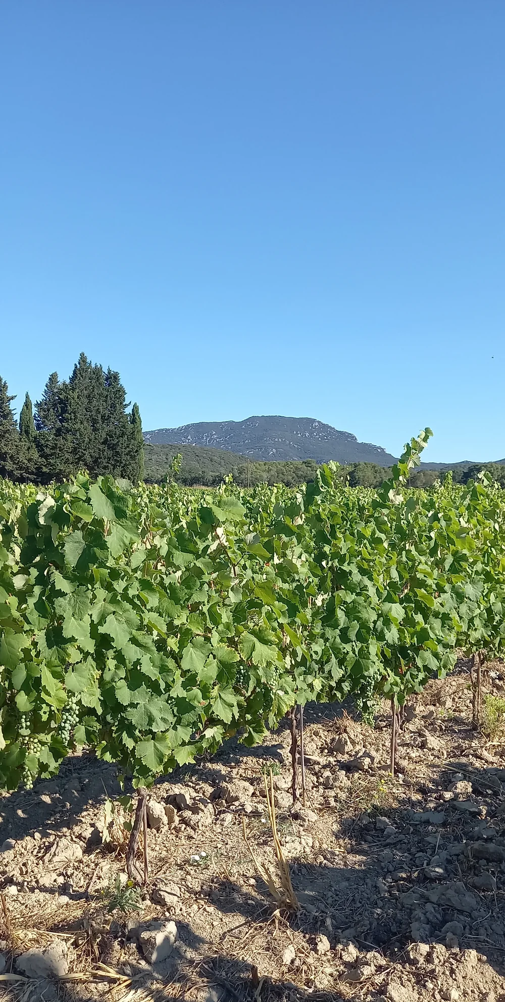 Vignes vertes en plein ete avec la silhouette caracteristique du Pic Saint-Loup / Montagne de l'Hortus au fond sous un ciel bleu intense, sol caillouteux au premier plan. Cliche terroir emblematique.