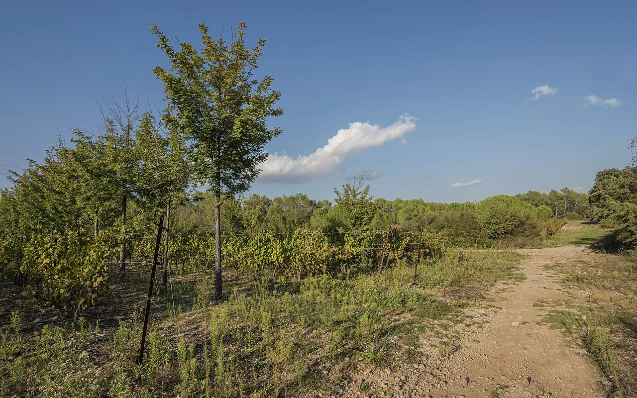Repli commune Prades-le-Lez (pas une photo du domaine) — rangs de vigne du Domaine departemental de Restinclieres avec chemin de terre et ciel bleu, paysage viticole local. [CC BY-SA 4.0 · Christian Ferrer]